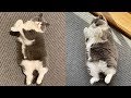 Chubby Cat – Funny And Cute Chubby Cats Video Compilation - Chubby Animals