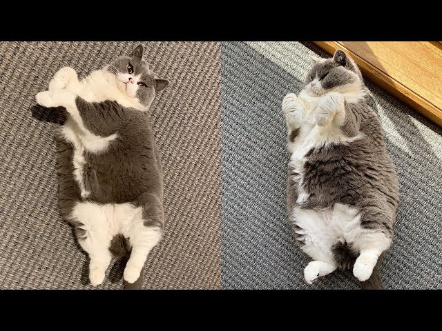 Chubby Cat – Funny And Cute Chubby Cats Video Compilation - Chubby Animals class=