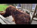Ollie The Red Irish Setter Puppy - 7 Weeks To 7 Months の動画、YouTube動画。