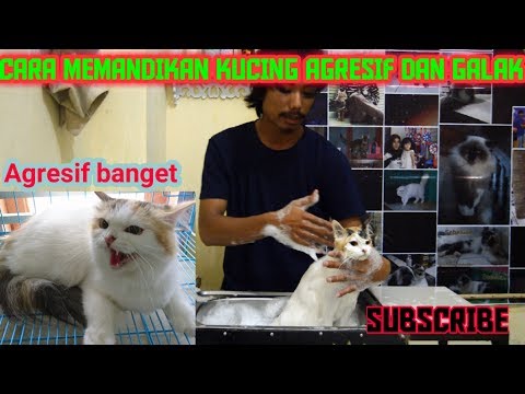 Video: Cara Memandikan Kucing Di Bak Mandi