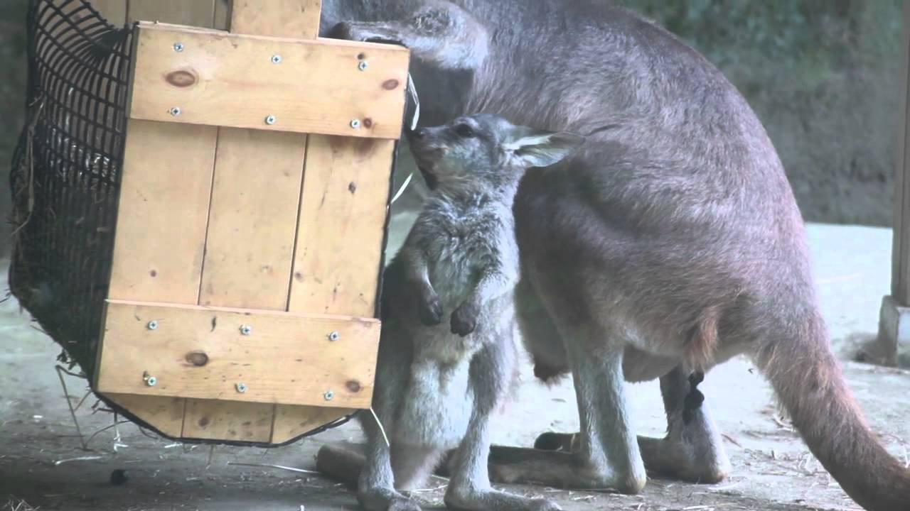 ワラルー ってカンガルーと違うの