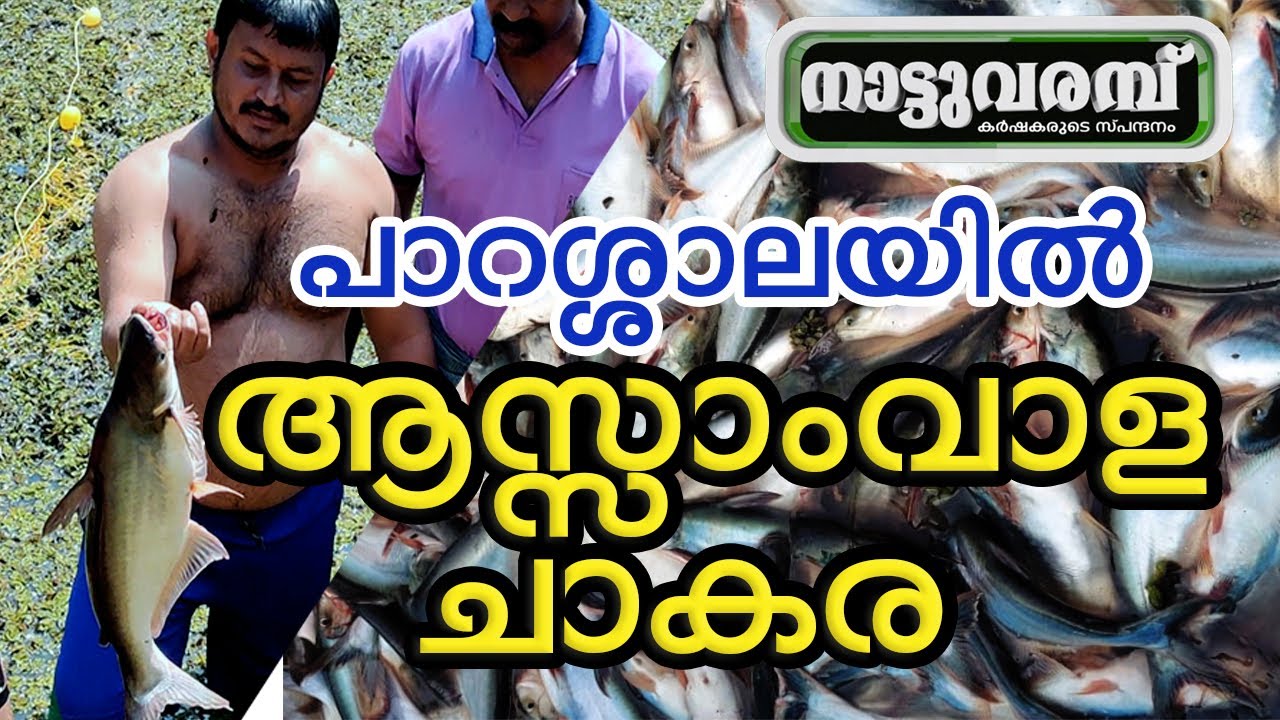 പാറശ്ശാലയിൽ ആസ്സാംവാള ചാകര | AASAM VALA FISH FARMING  | NATTUVARAMBU