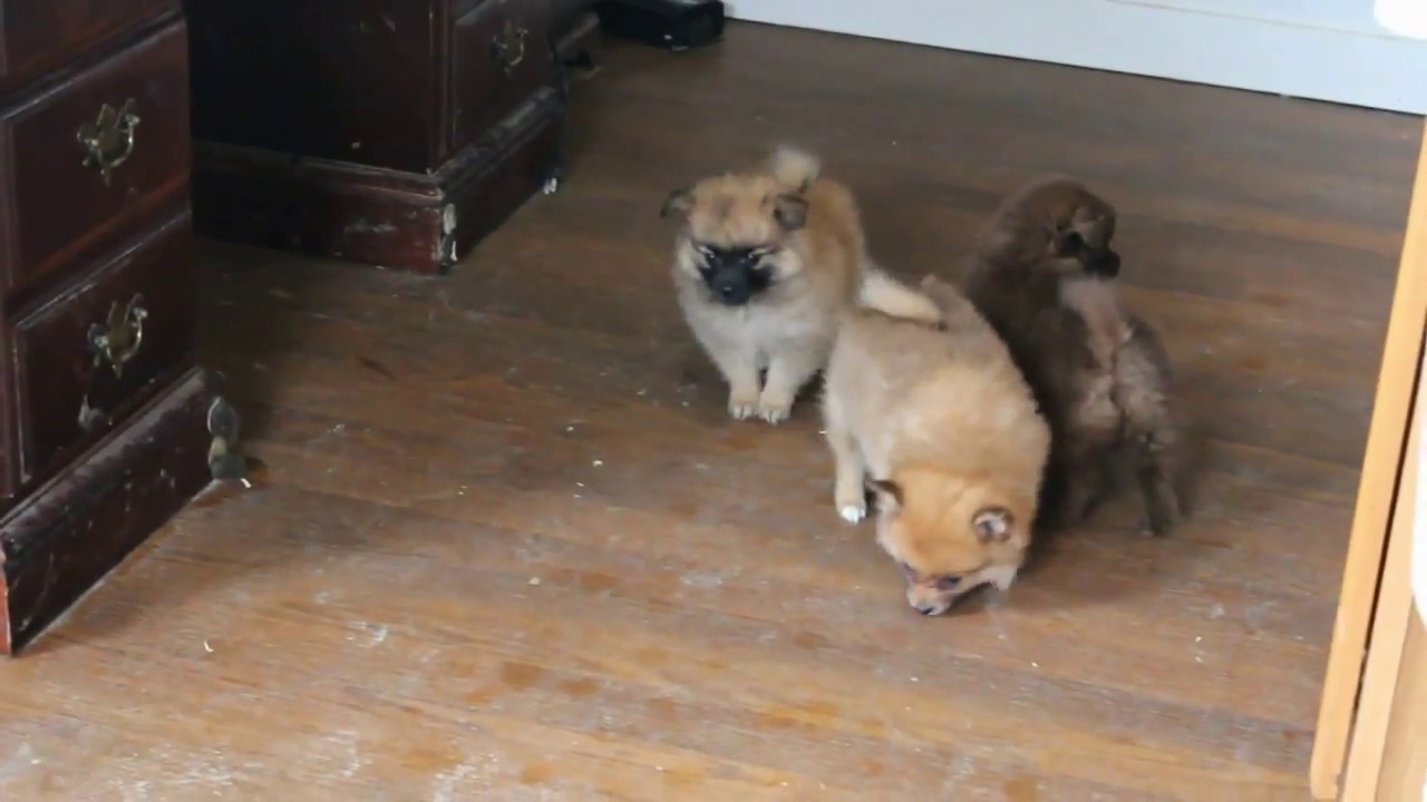 Pomeranian Puppies For Sale - YouTube Newborn Pomeranian