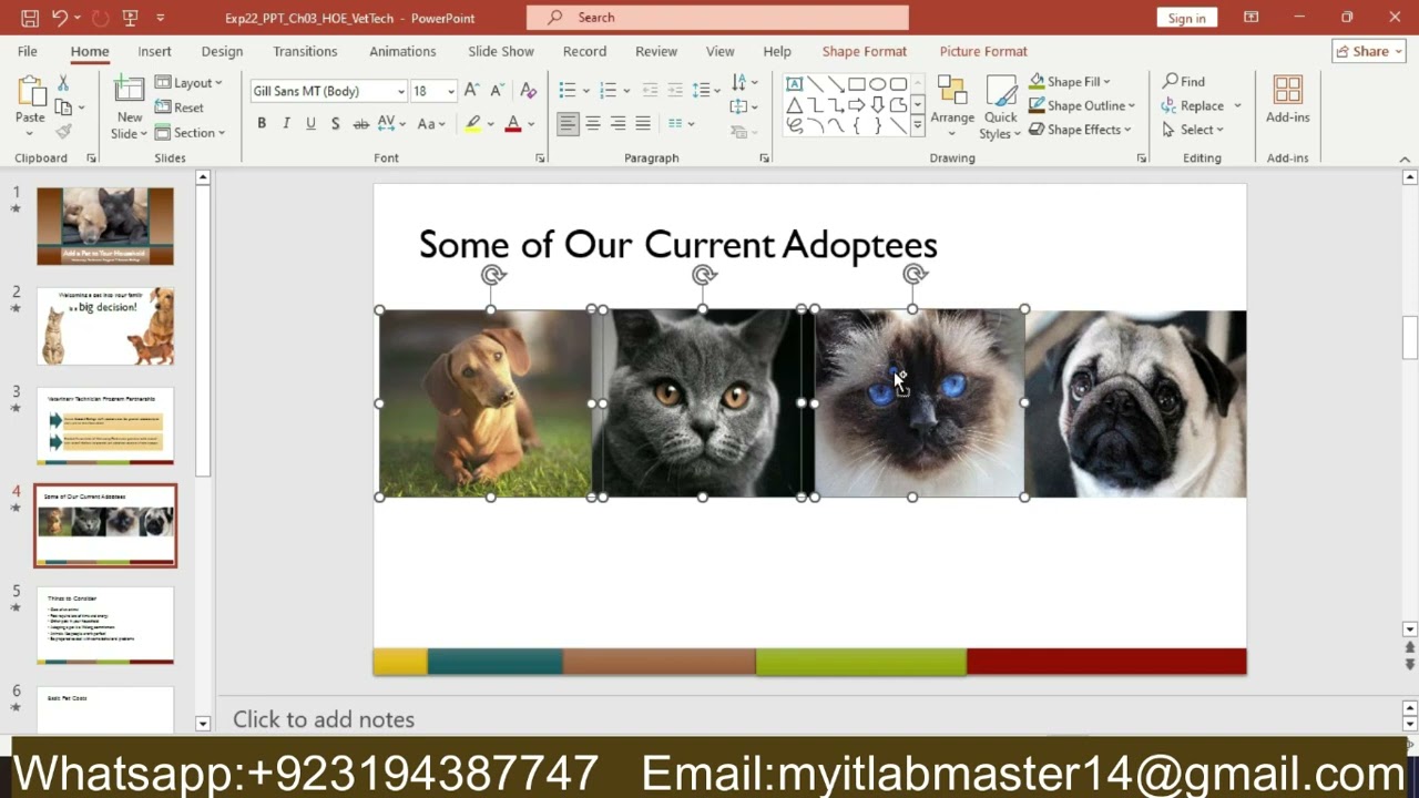 Exp22_PowerPoint_Ch03_HOE_Vet_Tech | Exp22 PowerPoint Ch03 HOE Vet Tech