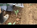 エースローター（株間除草）
