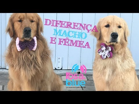 Vídeo: Como cuidar de filhotes de cachorro Goldendoodle