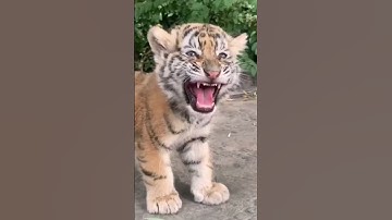 Animal Sound Tiger Cub, Small Elephant, Cat, And Goat #cat #shorts #shortsfeed #ytshorts
