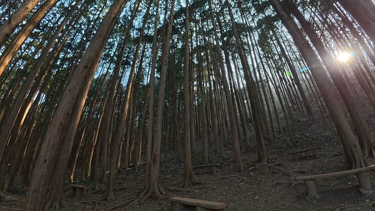 [ASMR] 순천 조계산 편백나무 숲