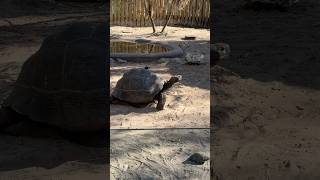 Galapagos Tortoise can survive up to a year without food or water