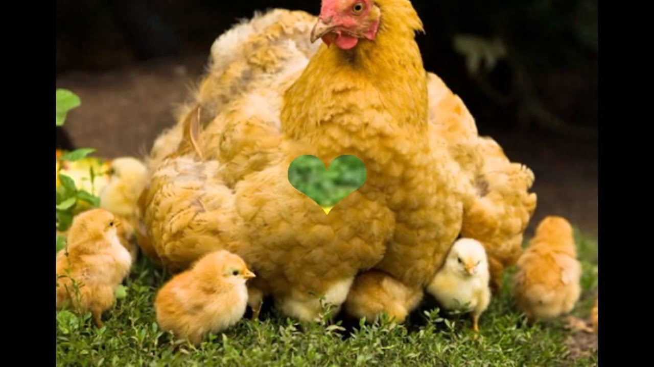 К чему снятся куры живые много. Курица в дождь с цыплятами. Царскосельская курица. Видеть во сне курей живых. Сон дохлые белые куры.