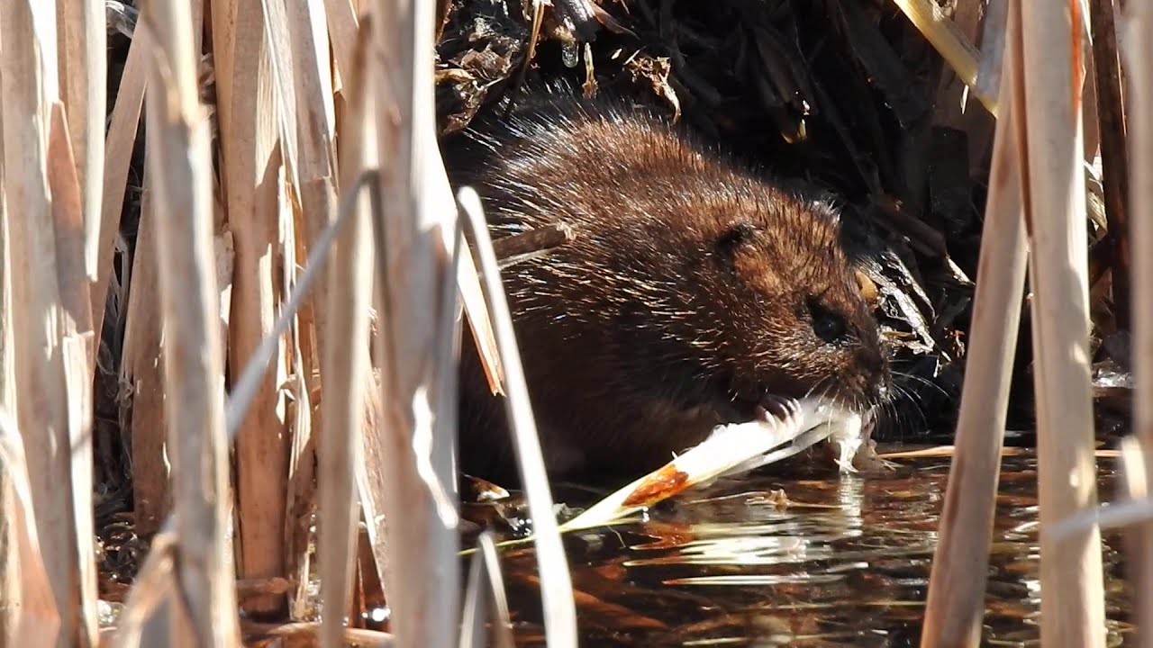 Muskrat at DelCarte