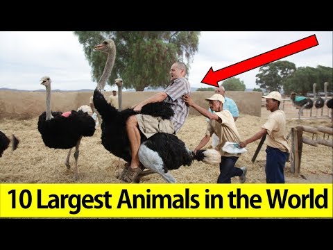 Top 10 Largest Animals in the World - The TopLists