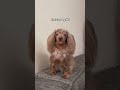 It always starts with the first one ☯️ #dog #puppy #comedy #pets #funny #shortsfeed #shortsvideo
