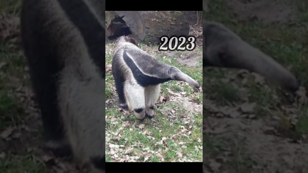 2023 anteater and 5000bce anteater || Past animals ||