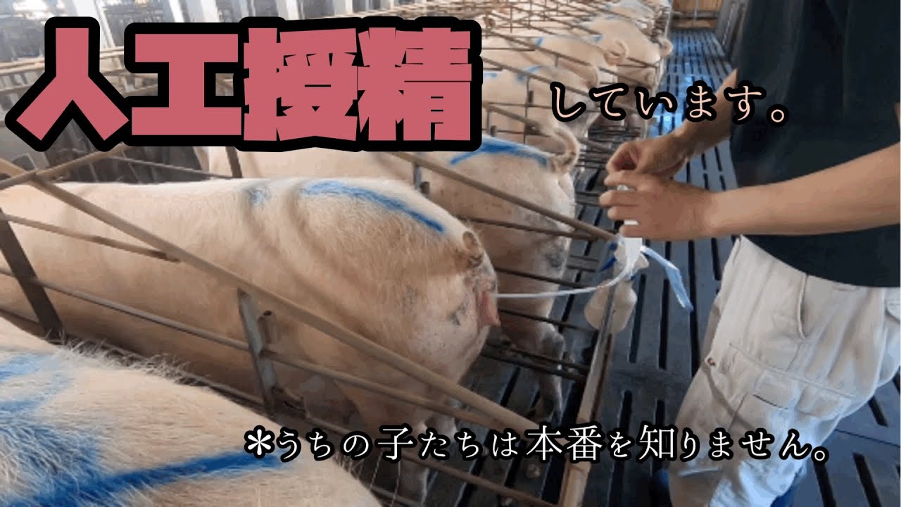 【養豚#18】人工授精（深部注入）