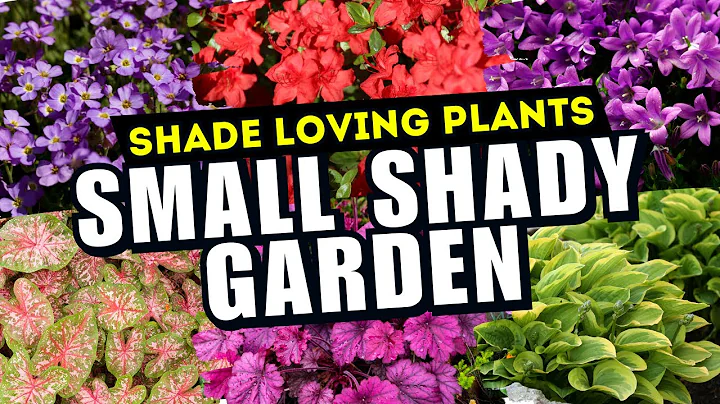 10 AMAZING Plants for Small Shady Gardens 🌿 // NO SUN? NO PROBLEM! 💚 - DayDayNews