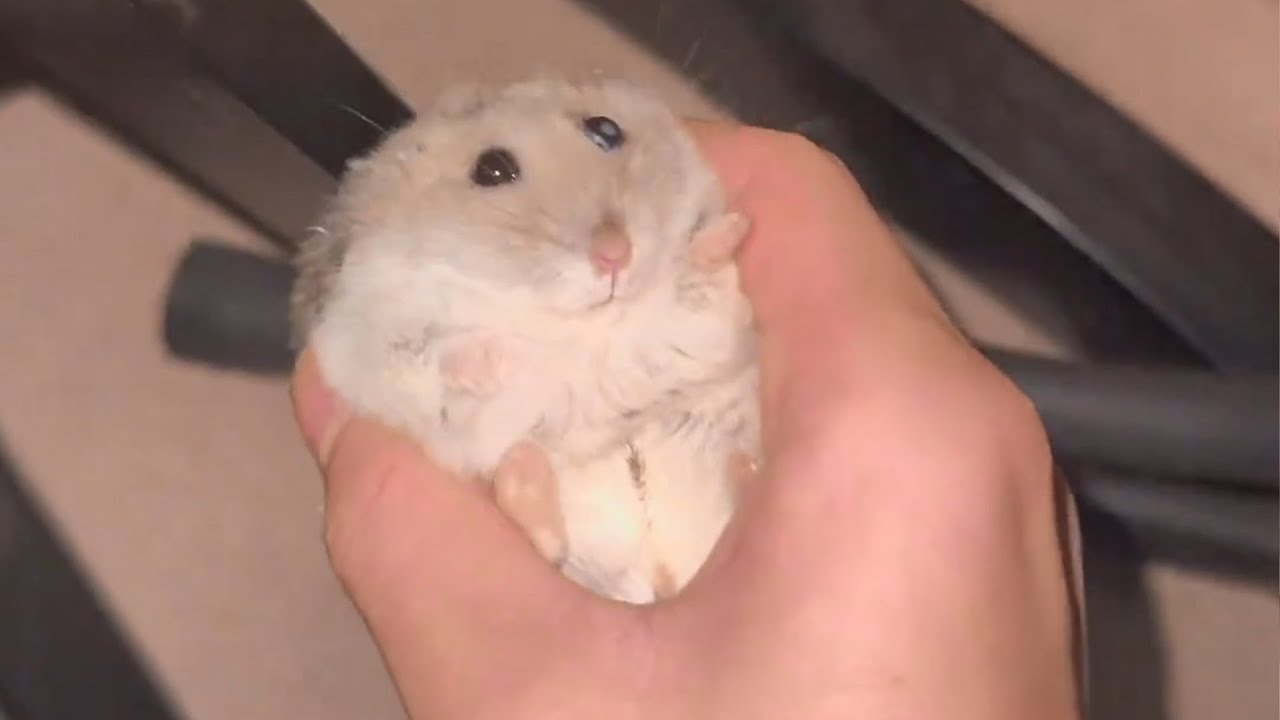 仓鼠：这老登不睡觉又要干什么？🍀 #萌鼠123