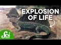 A Brief History of Life: When Life Exploded