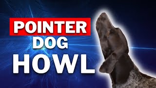 Hear the Incredible Howling of a German Shorthaired Pointer  Click to Watch!