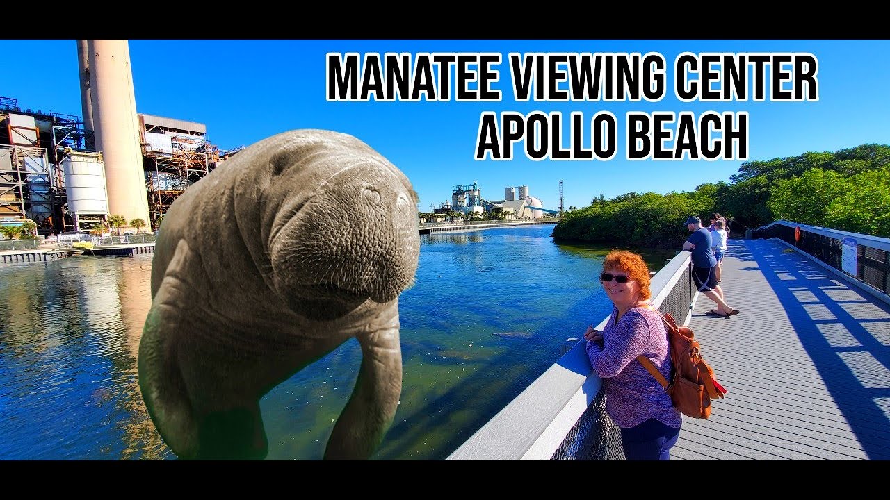 Manatees Keeping Warm 🐟 Manatee Viewing Center