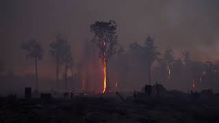 Forestry Tasmania, Burning Retained Large Trees