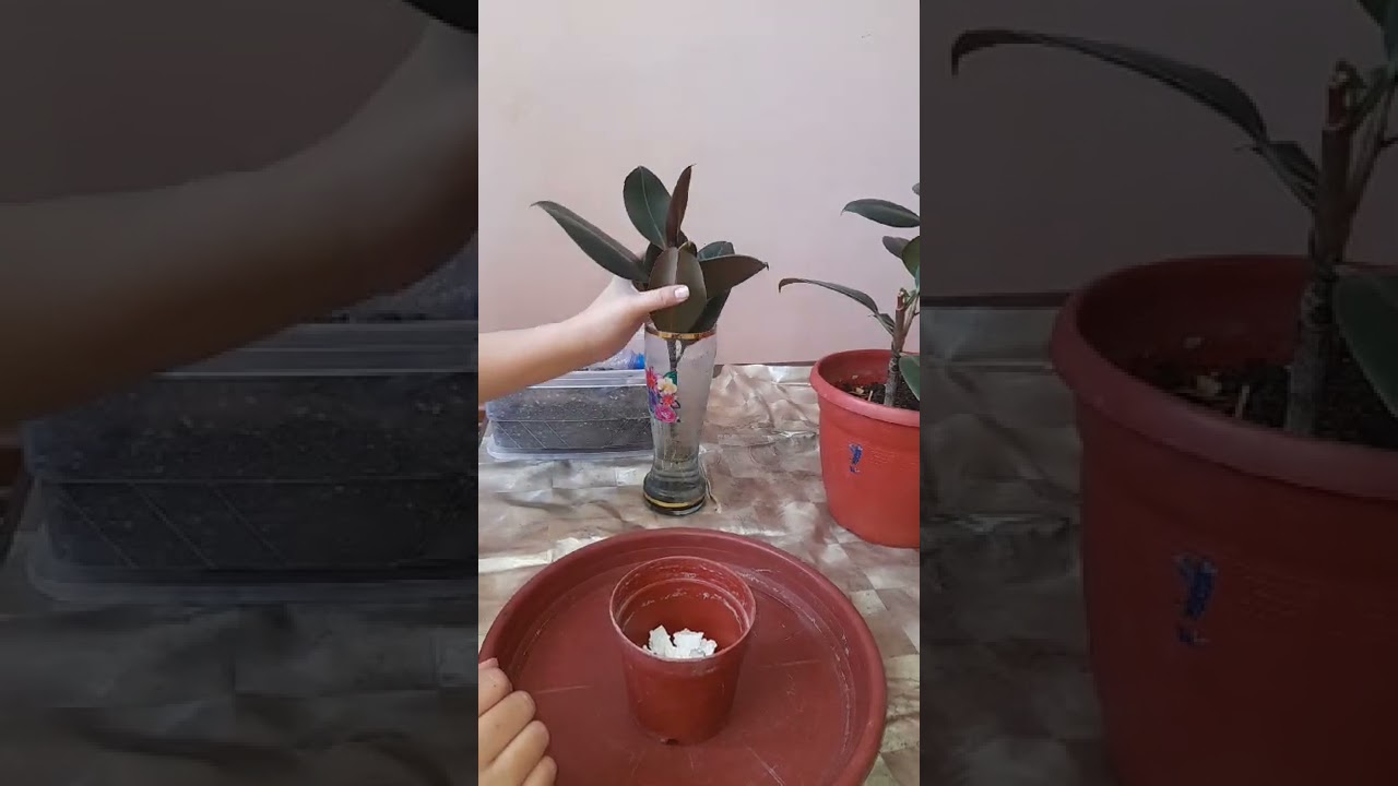 №-62. Фекус (Қора шахзода) гулини кесиб шохлатиб кўпайтириш. 100% натижаси...