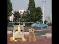 part3 hehe:)#capcutedit #catmemes