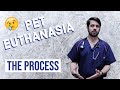 What to Expect When Putting Your Pet to Sleep | Euthanasia