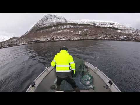 Video: Hvordan Fiske Med Garn