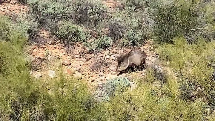 Archery Javelina Hunt - Arizona - Traditional Archery Recurve
