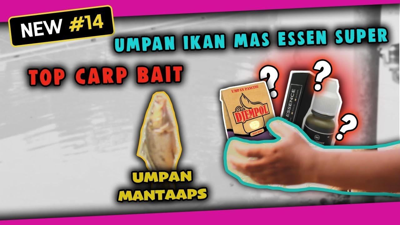 Umpan Ikan Mas Pakai Essen Super Top Banget Youtube<script async src=