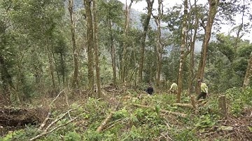 Điểm sáng trong công tác bảo vệ, phòng cháy, chữa cháy rừng ở Yên Bái