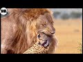 Почему Львы Всегда Убивают Гепардов?