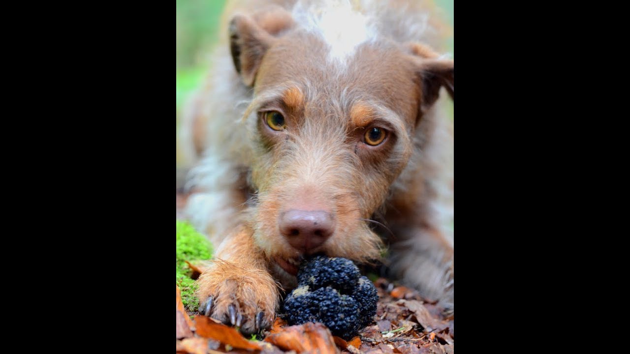 Trüffelsuche mit Hund - Lehrvideo und Seminar