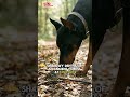 4,Military K9 Unit: Autumn Rain Shelter,#K9 #MilitaryDog #GuardDog #Tactical