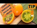 ¿Cómo preparar PULPA DE FRUTA🍋para CONGELAR❄️🍧? - PULPA de LULO •TIP• | COCINART