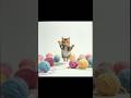 🐱 КАК ЖИЛИ МЫ БЕЗ КОШКИ — ТЕПЕРЬ  НАМ НЕ ПОНЯТЬ. ВЕСЁЛАЯ И МИЛАЯ ПЕСЕНКА. 🎶 #прикольныекоты #котики