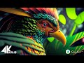 Le monde des oiseaux en 4k 12kr 120fps dolby vision  le pouvoir de gurison des sons doiseaux