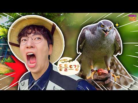 에그박사를 향해 날아온 무시무시 <strong>매</strong>?ㅣ하늘의 왕, 매ㅣ에그박사의 동물 도감ㅣKBS 260519 방송