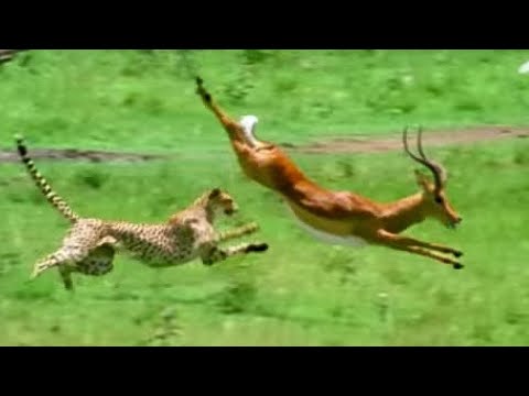 Vídeo: Gazelle é um animal elegante