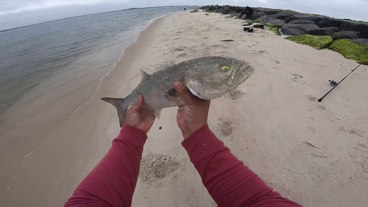 best bait for bluefish