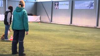 Obedience WM Quali 2013 Podengo Portugues by Janine Metzler 18,216 views 11 years ago 5 minutes, 15 seconds