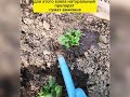 Уход за клубникой весной