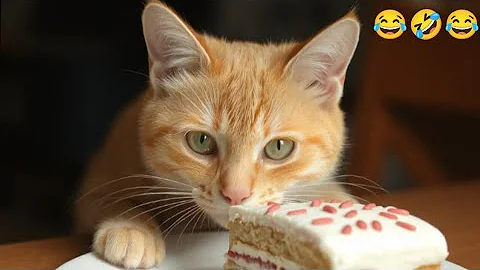 Watch the video about Funniest 😂 Cats and Dogs 🐶🐱 Moments That Will Make Your Day