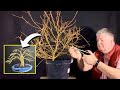 How to starting a new bonsai tree  cornus midwinter fire