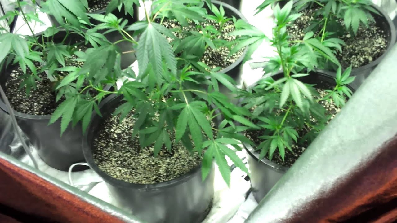 All around update & weight of Paris Og