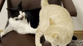 Kitten Annoys Cat