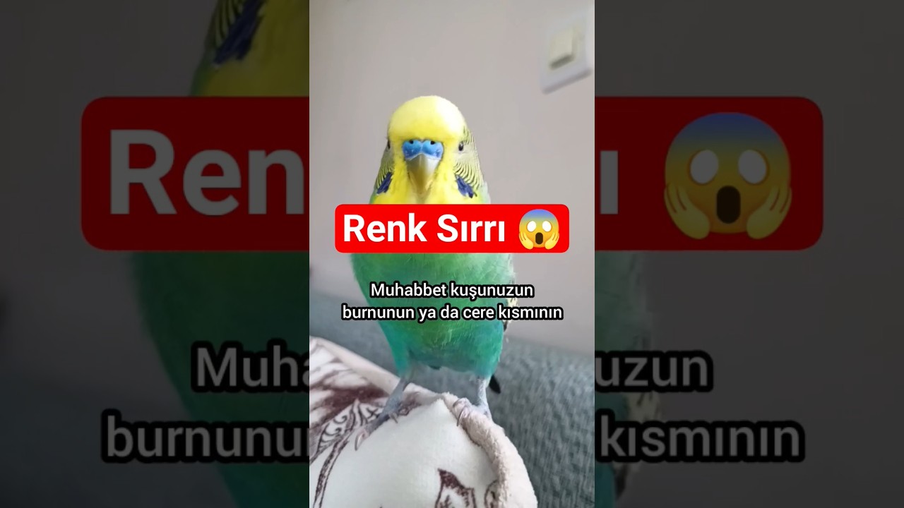 Bu Renk Değişimi Sadece Mutlu Kuşlarda Olur! Gözden Kaçıyor… 🌈🐦
