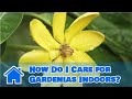 Indoor Gardening Tips : How Do I Care for Gardenias Indoors?