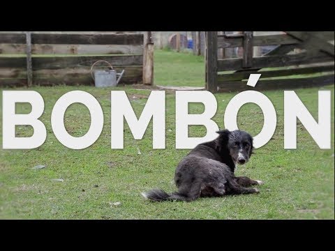 Adoptame: conocemos la historia de Bombón